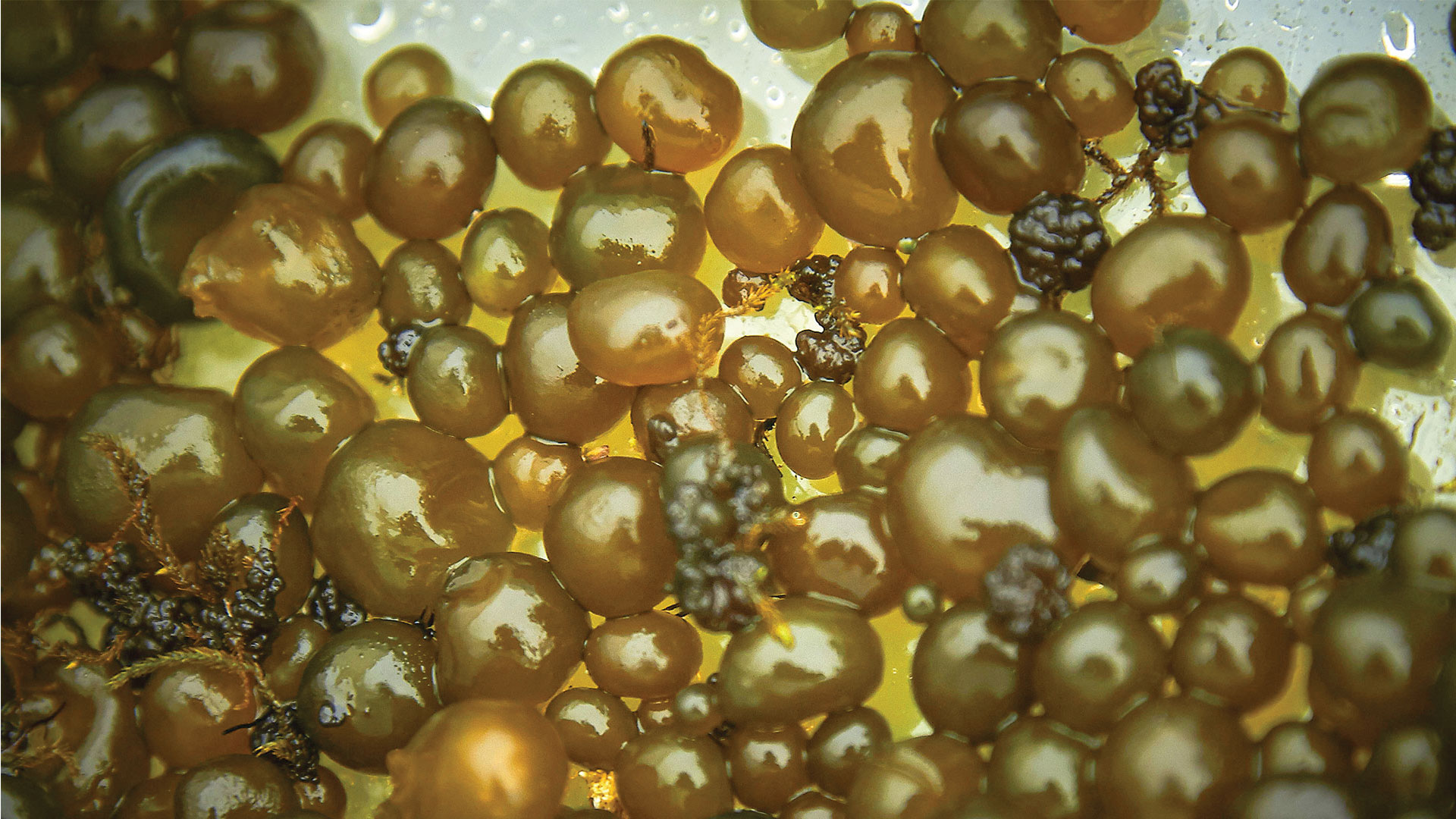 Nostoc cyanobacteria as nutritional and pigments sources with biotechnological potential.