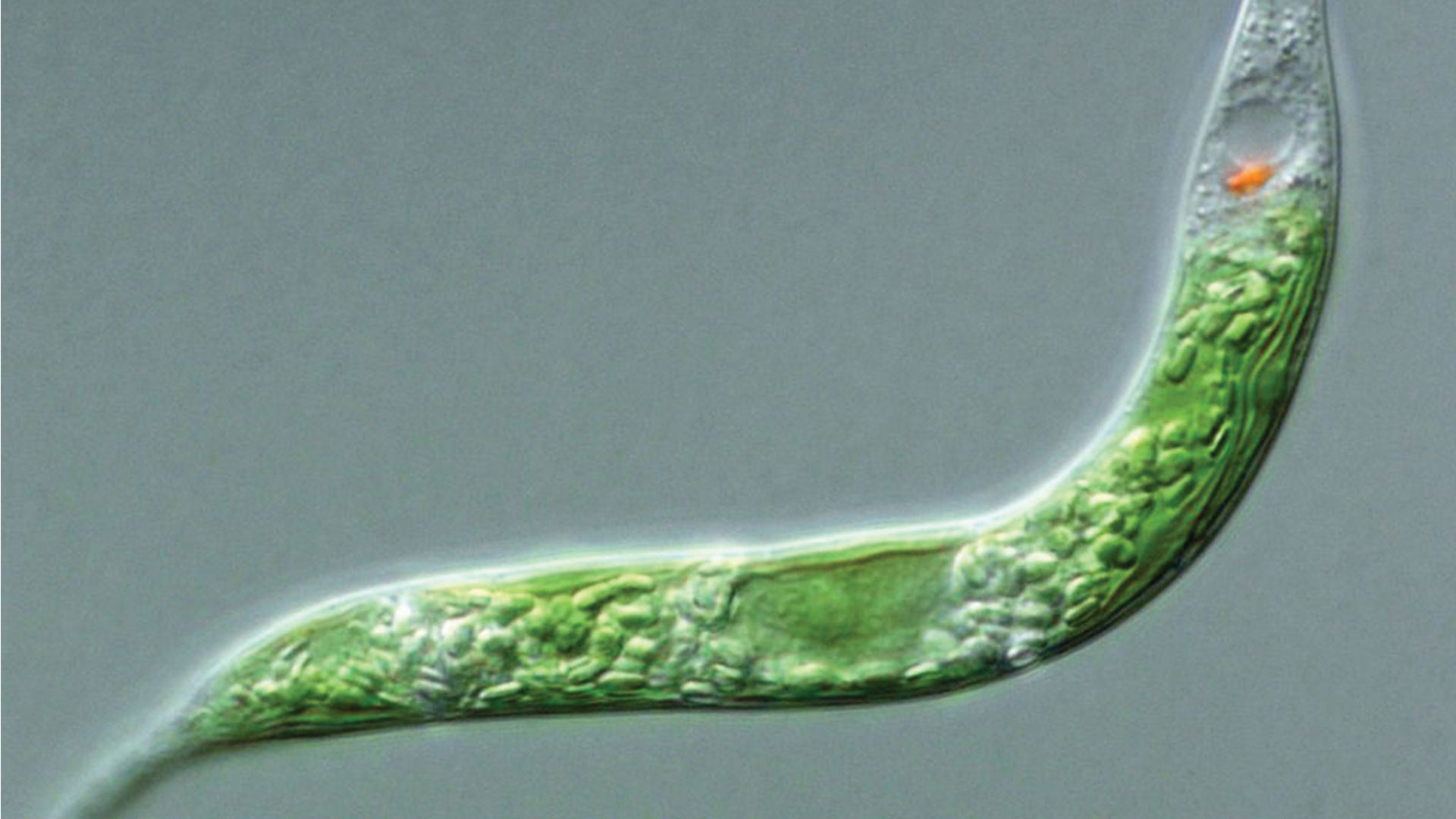 All about fermentation: Cultivation at industrial scale, market study, opportunities, challenges and new trends