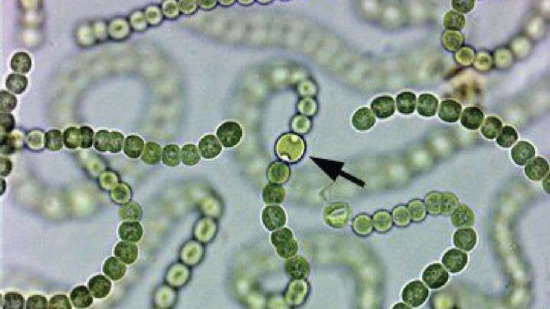 Development of algal bioreactive products for the applications in agriculture