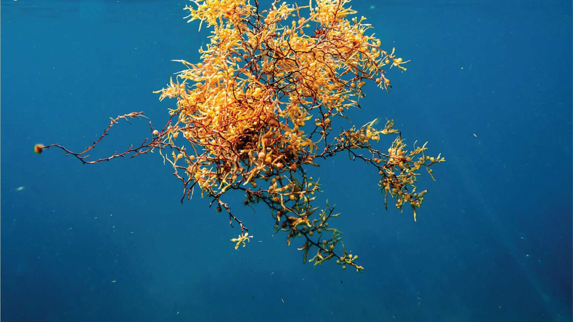 The great Atlantic Sargassum Belt as observed from satellites