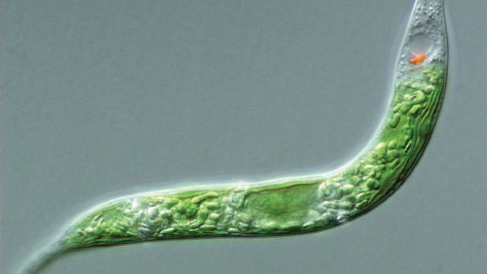 The experience from solazyme, allmicroalgae and beyond