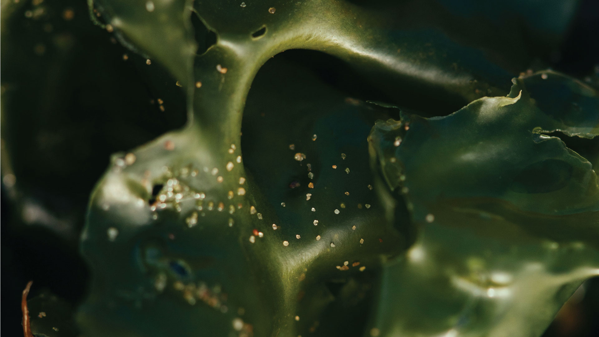 The importance of LCA to support the development of sustainable microalgae-based products: A company’s perspective