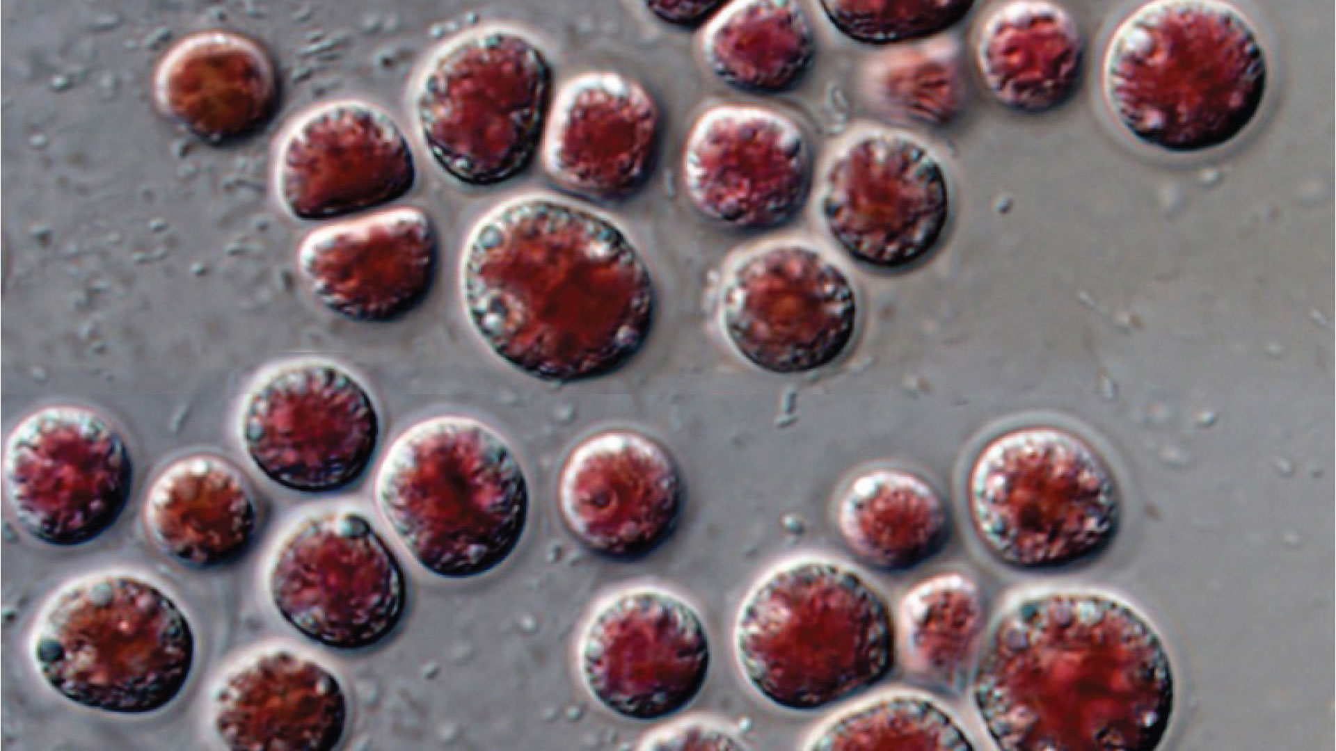 Phycoerythrin purification and in vivo functionalities
