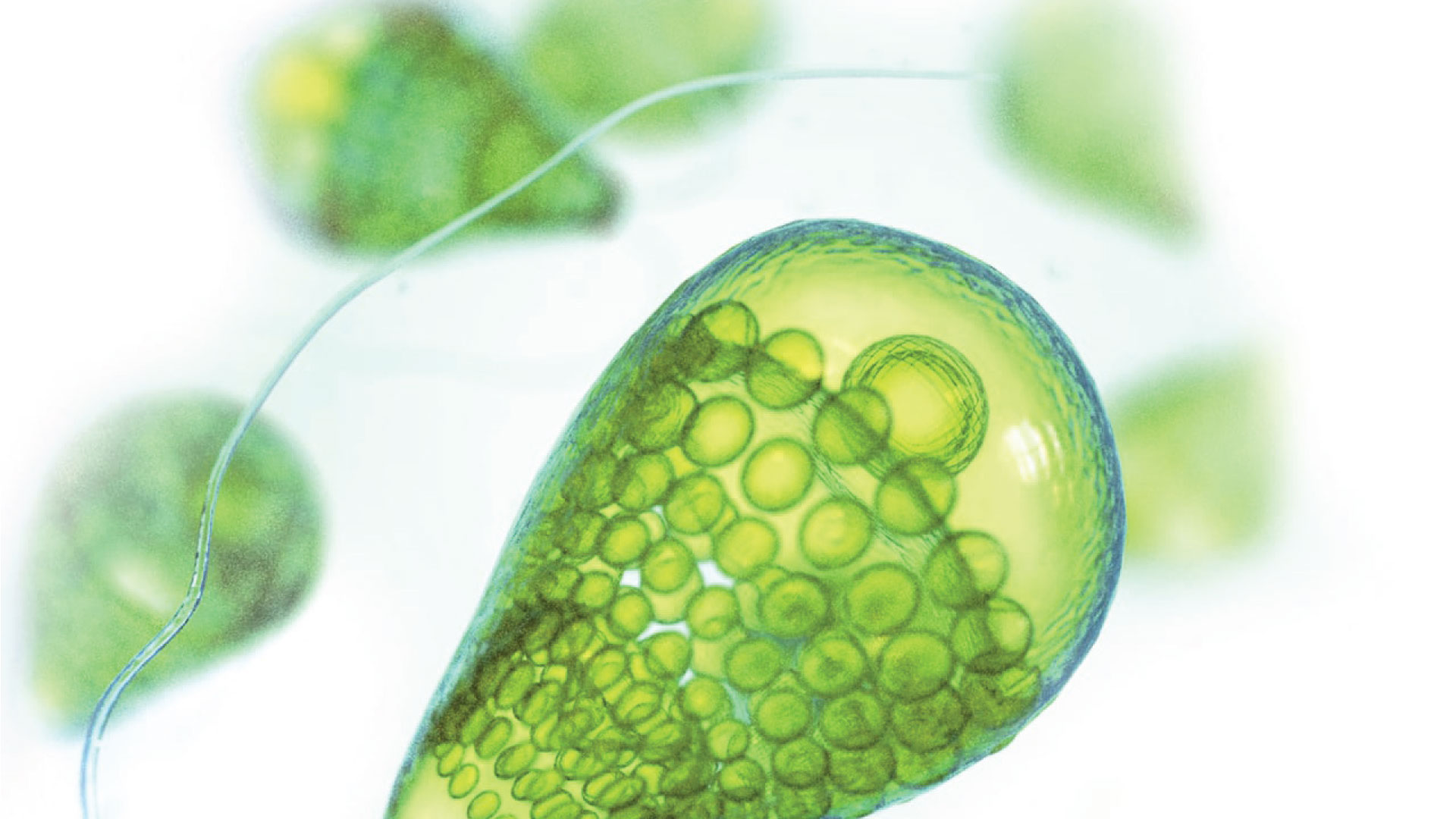 Markets and applications for Beta-carotene from algae